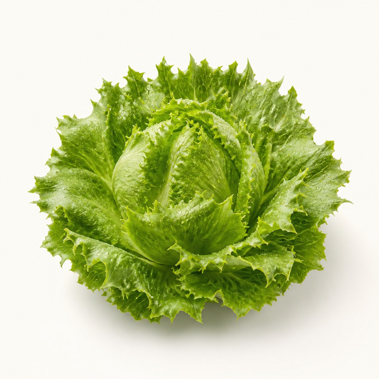 Crystal Ice Plant สีเขียวสด