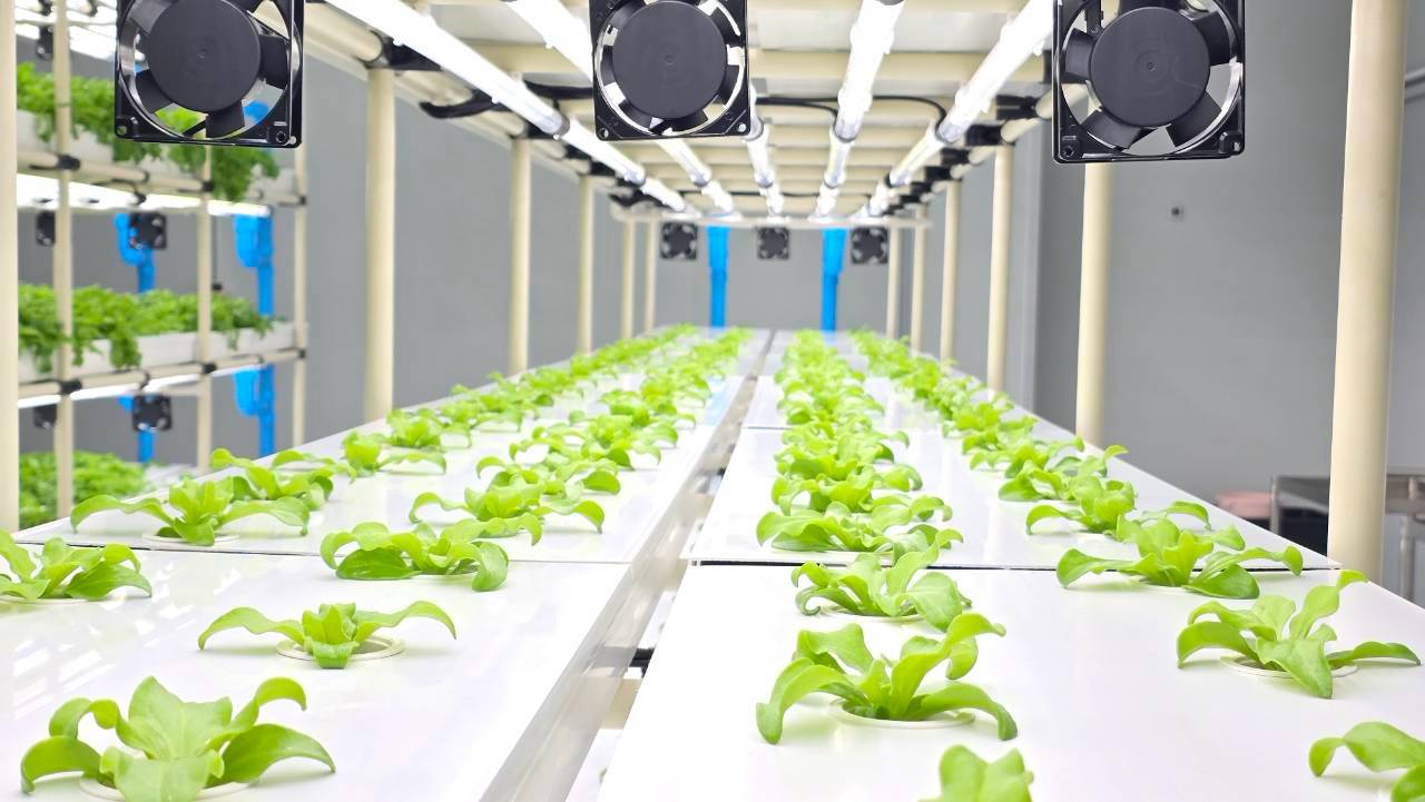 Greens growing inside the farm