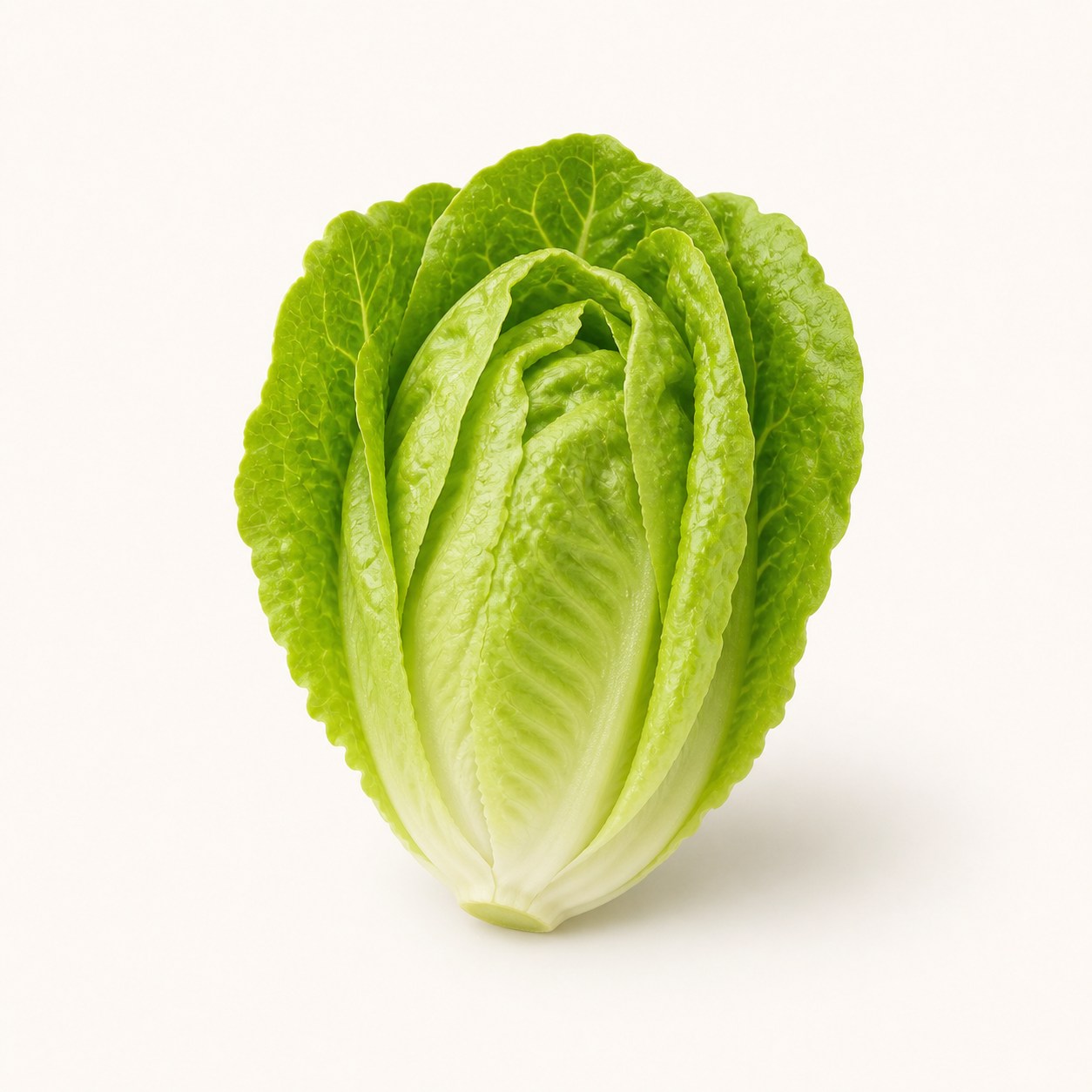 Baby Cos Lettuce